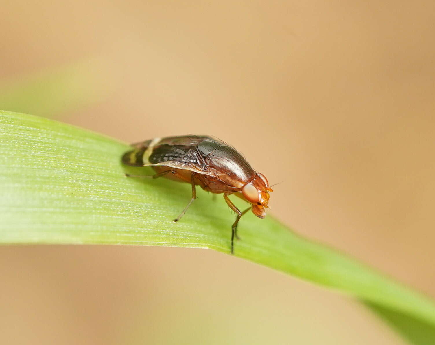 Слика од Depressa striatipennis Malloch 1927