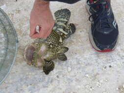 Image of Atlantic Goliath Grouper