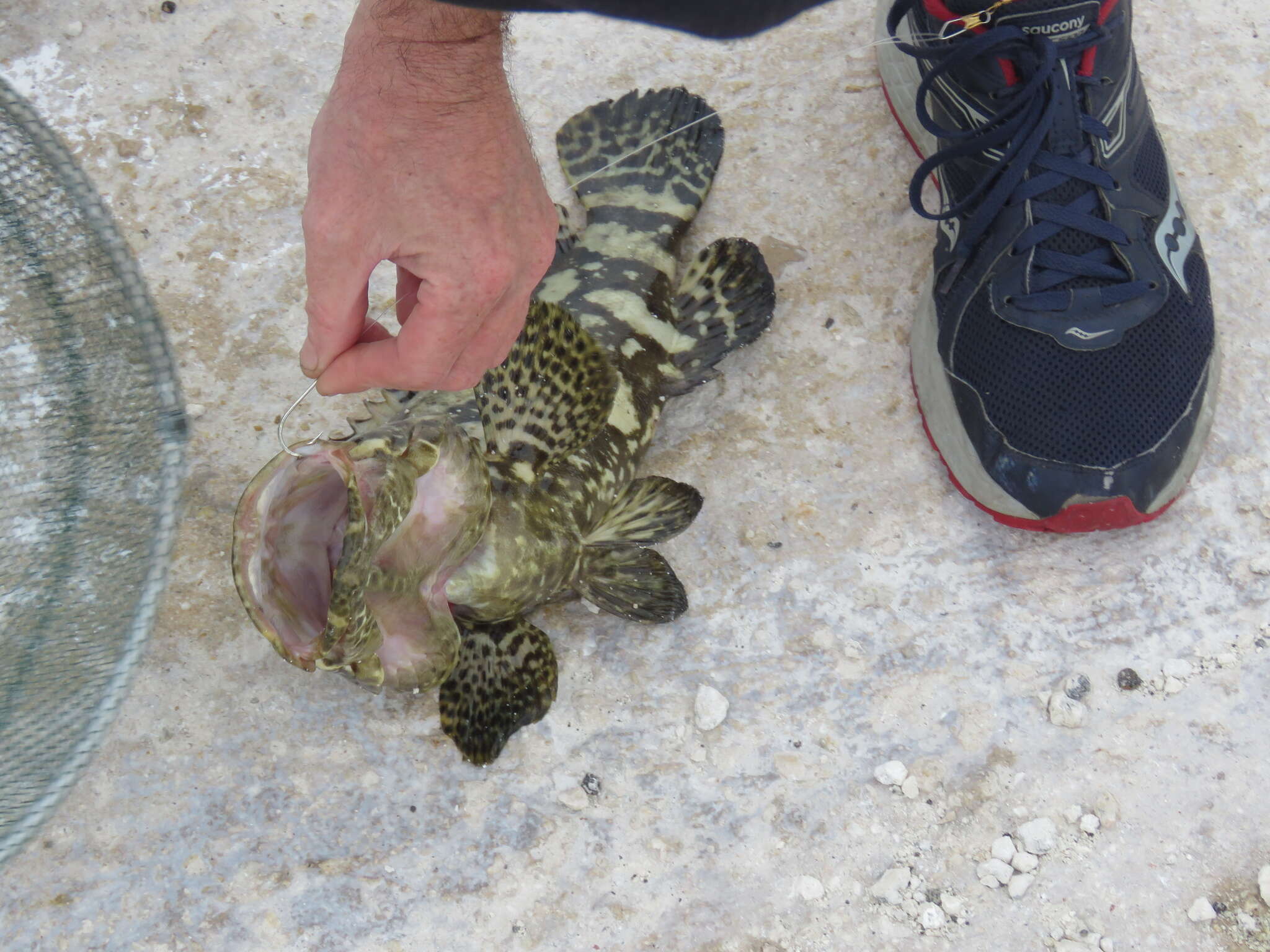 Image of Atlantic Goliath Grouper