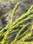 Image de Athrotaxis laxifolia Hook.