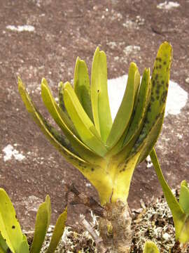 Image of Angraecum sororium Schltr.