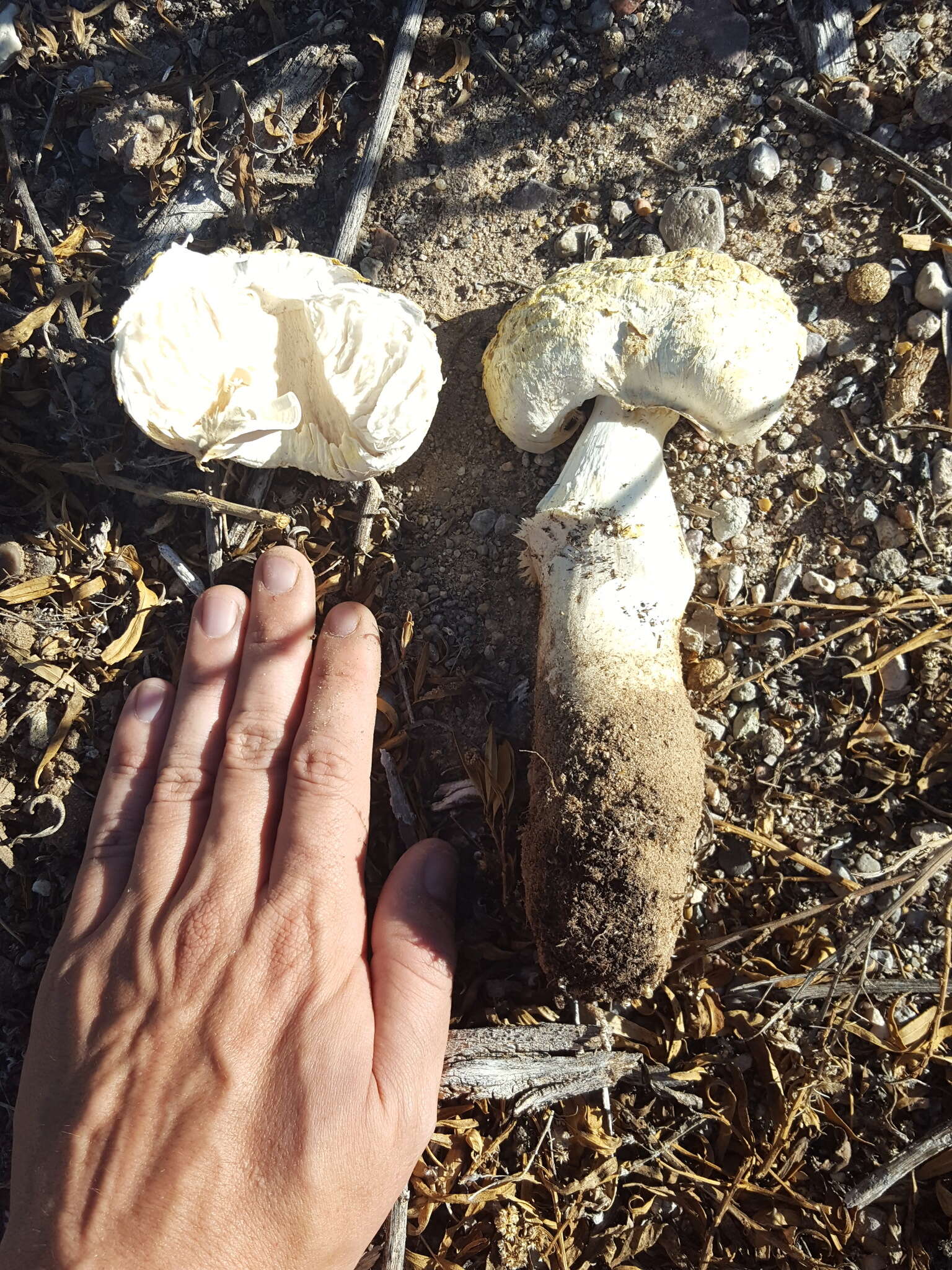 Image of Agaricus deserticola G. Moreno, Esqueda & Lizárraga 2010