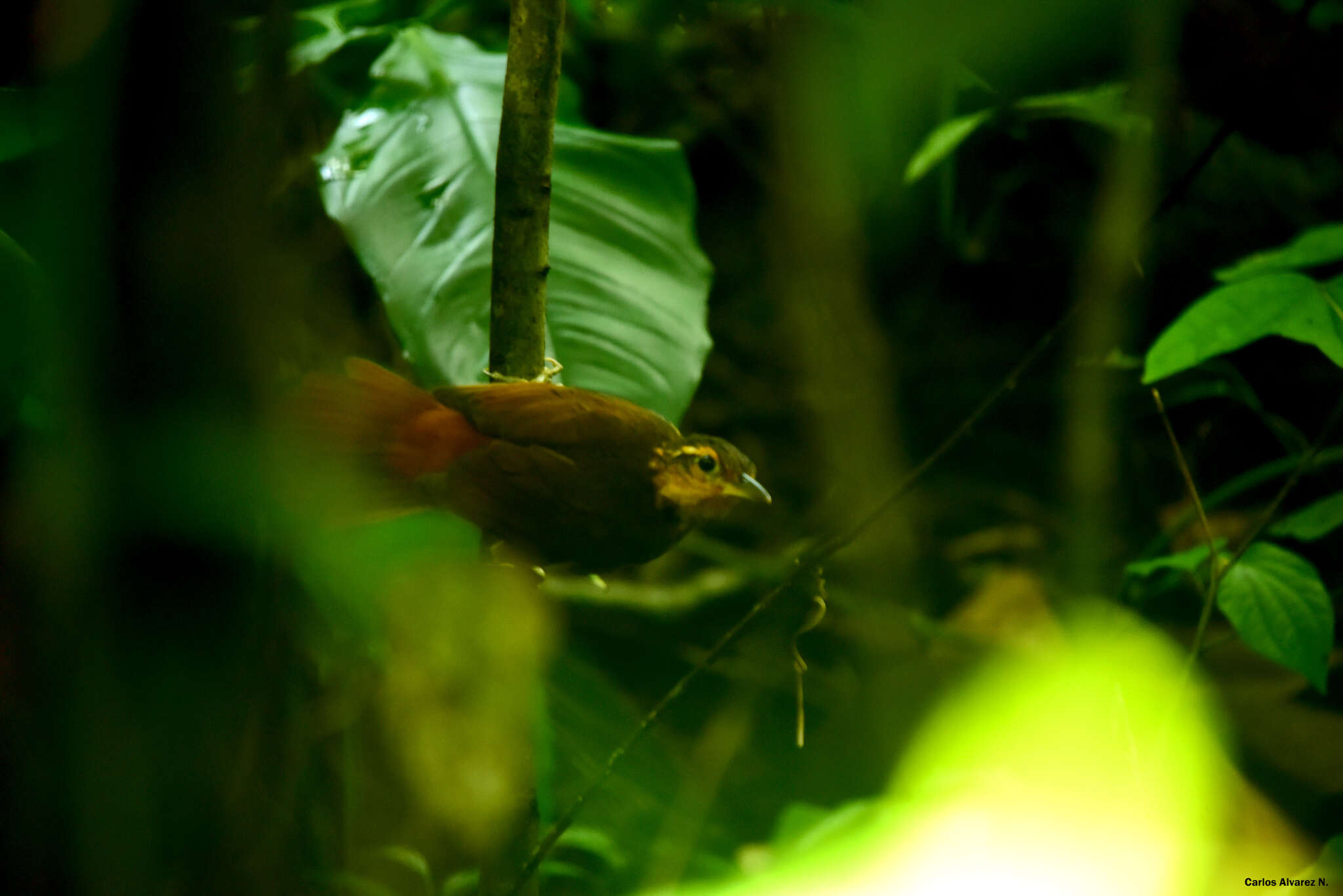 Image of Buff-throated Foliage-gleaner