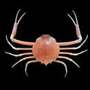 Image of fivespine purse crab