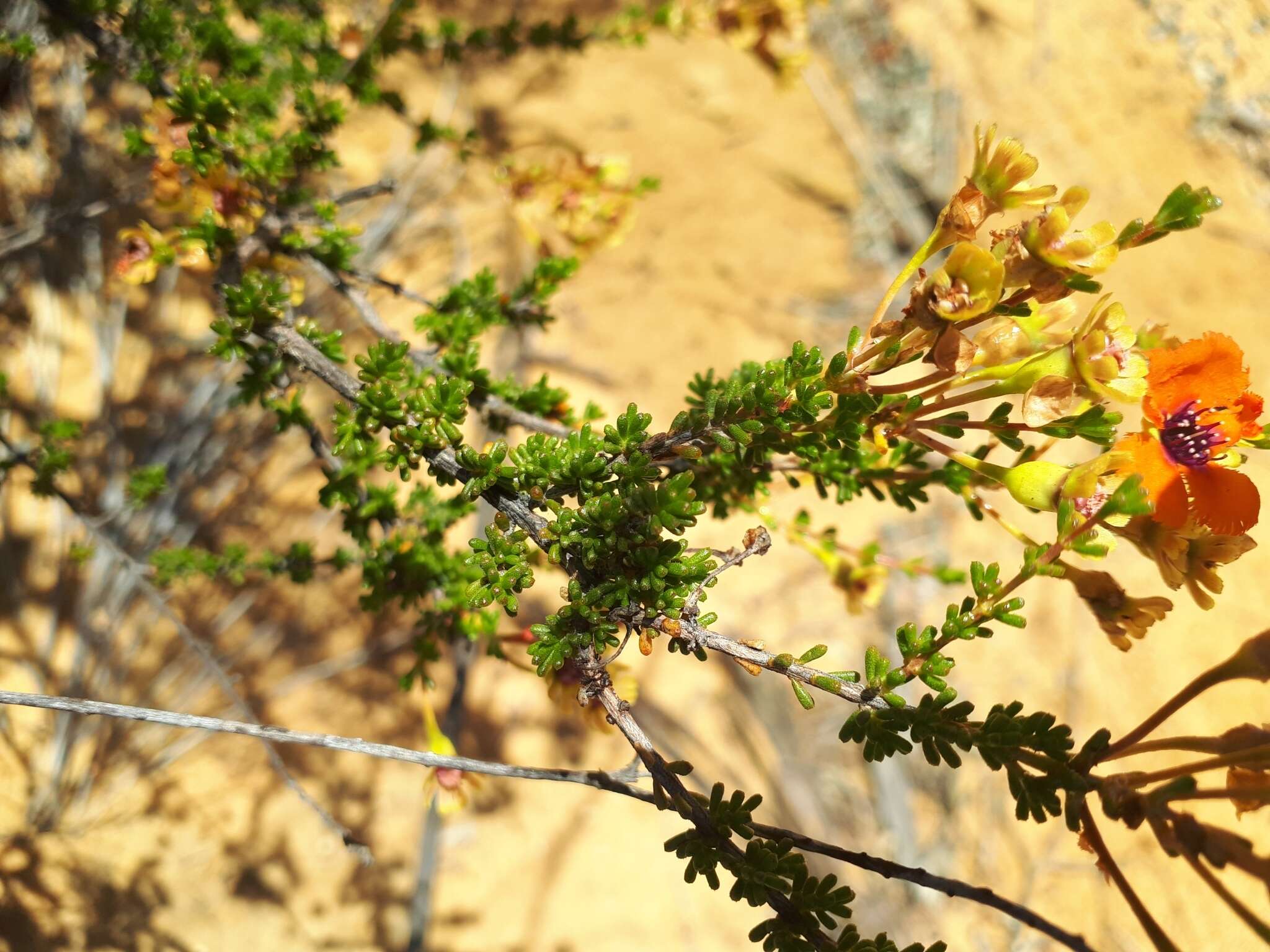 Imagem de Pileanthus peduncularis Endl.