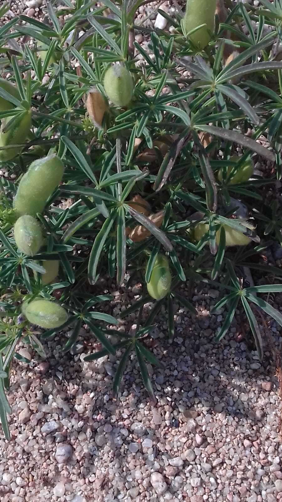 Image of Lupinus angustifolius subsp. reticulatus (Desv.) Arcang.