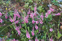 Image de Indigofera amoena Aiton