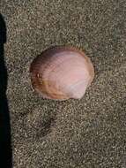 Слика од Glycymeris bimaculata (Poli 1795)
