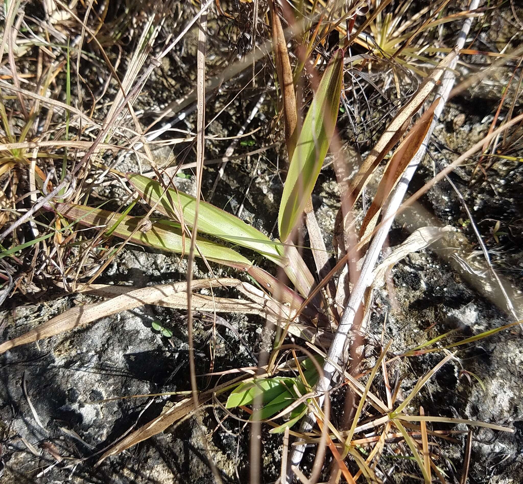 Image of Big Carpet Grass