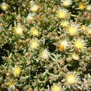 Image of Mesembryanthemum pallens subsp. luteum (L. Bol.) Klak