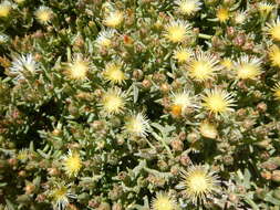 Слика од Mesembryanthemum pallens subsp. luteum (L. Bol.) Klak
