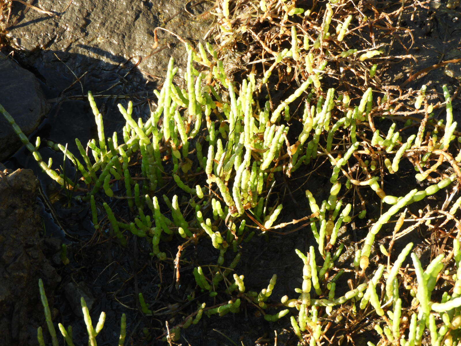 Image de Salicornia tegetaria (S. Steffen, Mucina & G. Kadereit) Piirainen & G. Kadereit