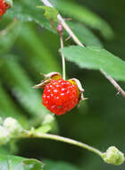 Imagem de Rubus microphyllus L. fil.