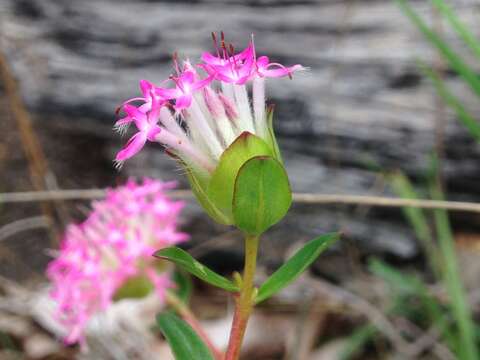 Image of Pimelea rosea R. Br.