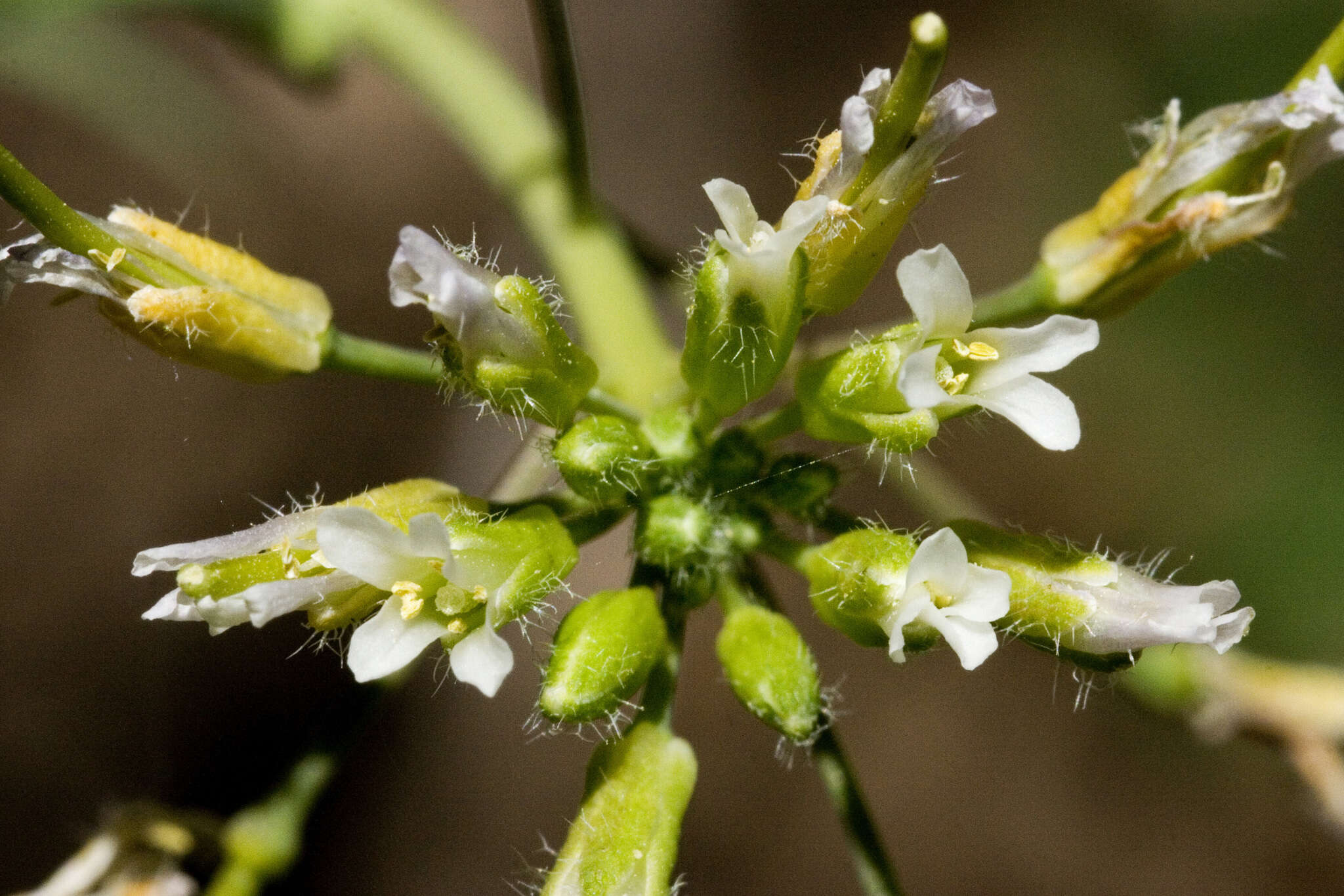 Image of Flagstaff rockcress