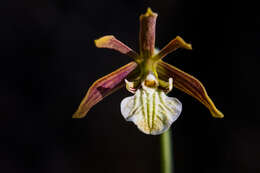 Image of Prosthechea squalida (Lex.) Soto Arenas & Salazar