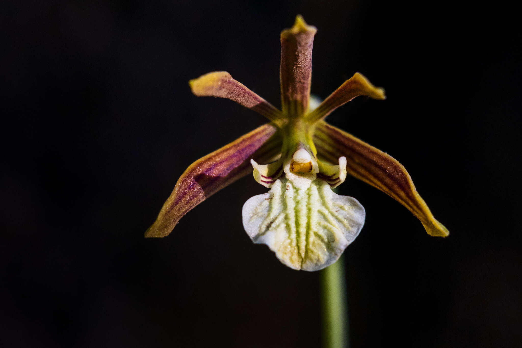 Image of Prosthechea squalida (Lex.) Soto Arenas & Salazar