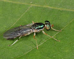 Image of Merosargus caeruleifrons (Johnson 1900)