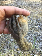 Image of lodgepole chipmunk