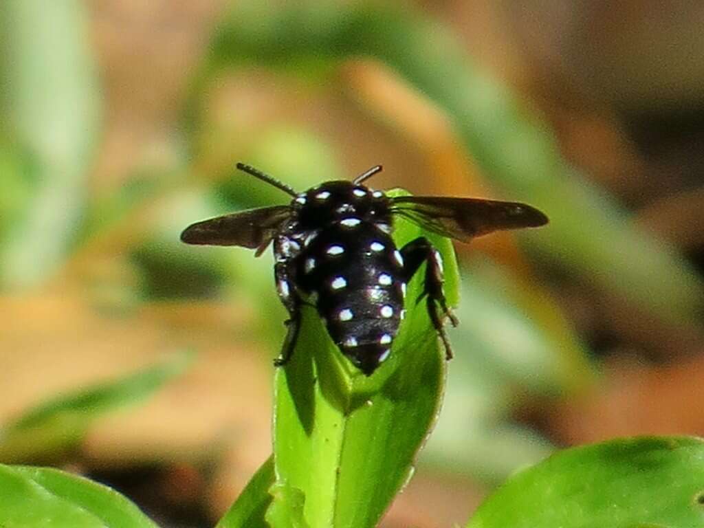 صورة Thyreus lugubris (Smith 1879)