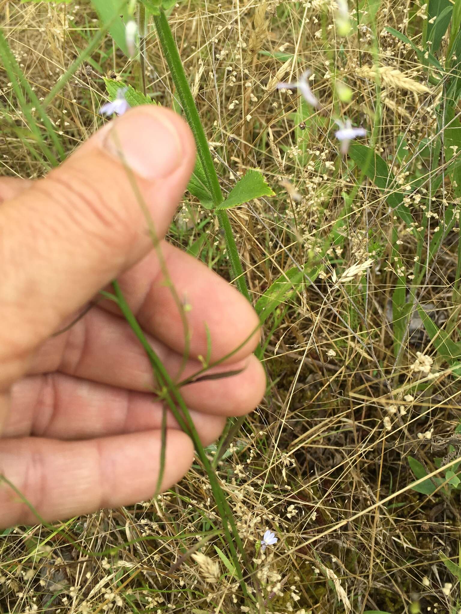 Image of Nuttall's lobelia