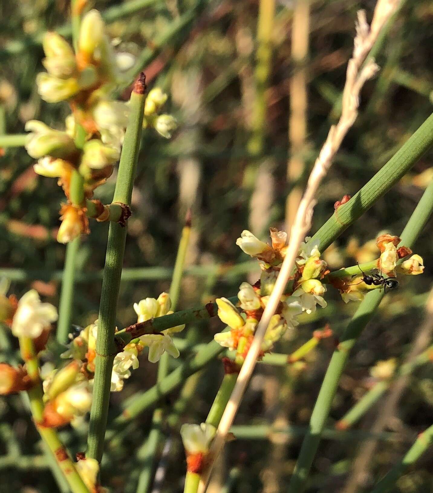 Image of Duma florulenta (Meisn.) T. M. Schust.