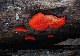 Image of Cinnabar oysterling