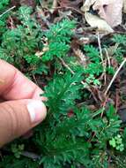 Selaginella convoluta (Arn.) Spring的图像