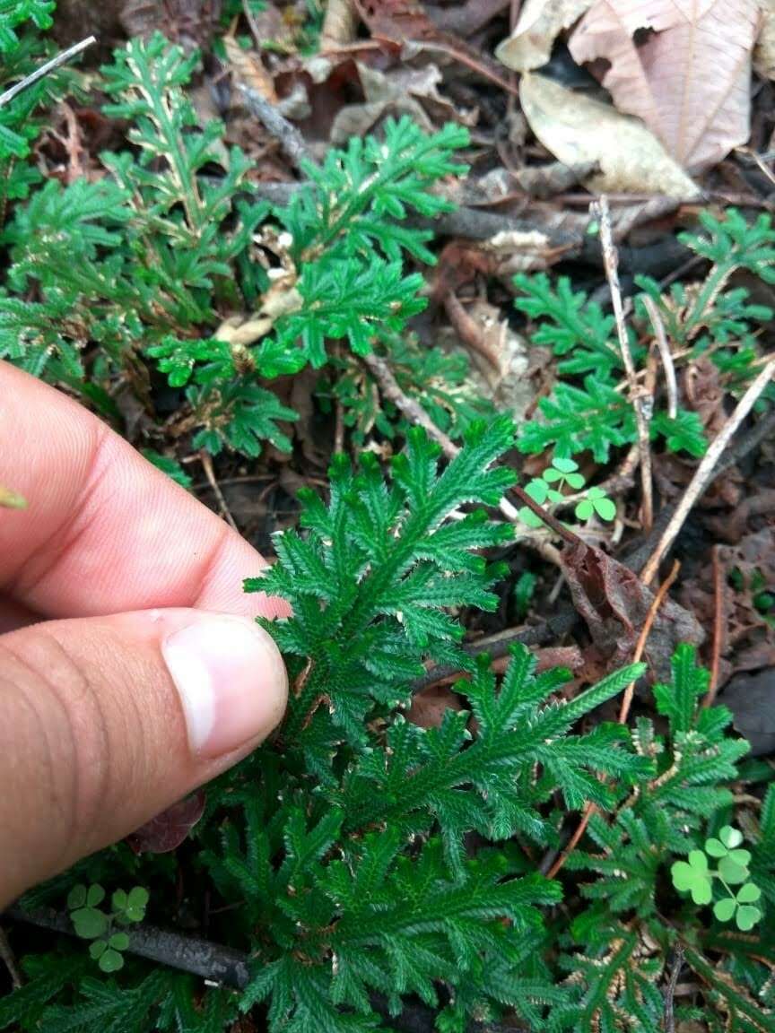 Selaginella convoluta (Arn.) Spring的图像