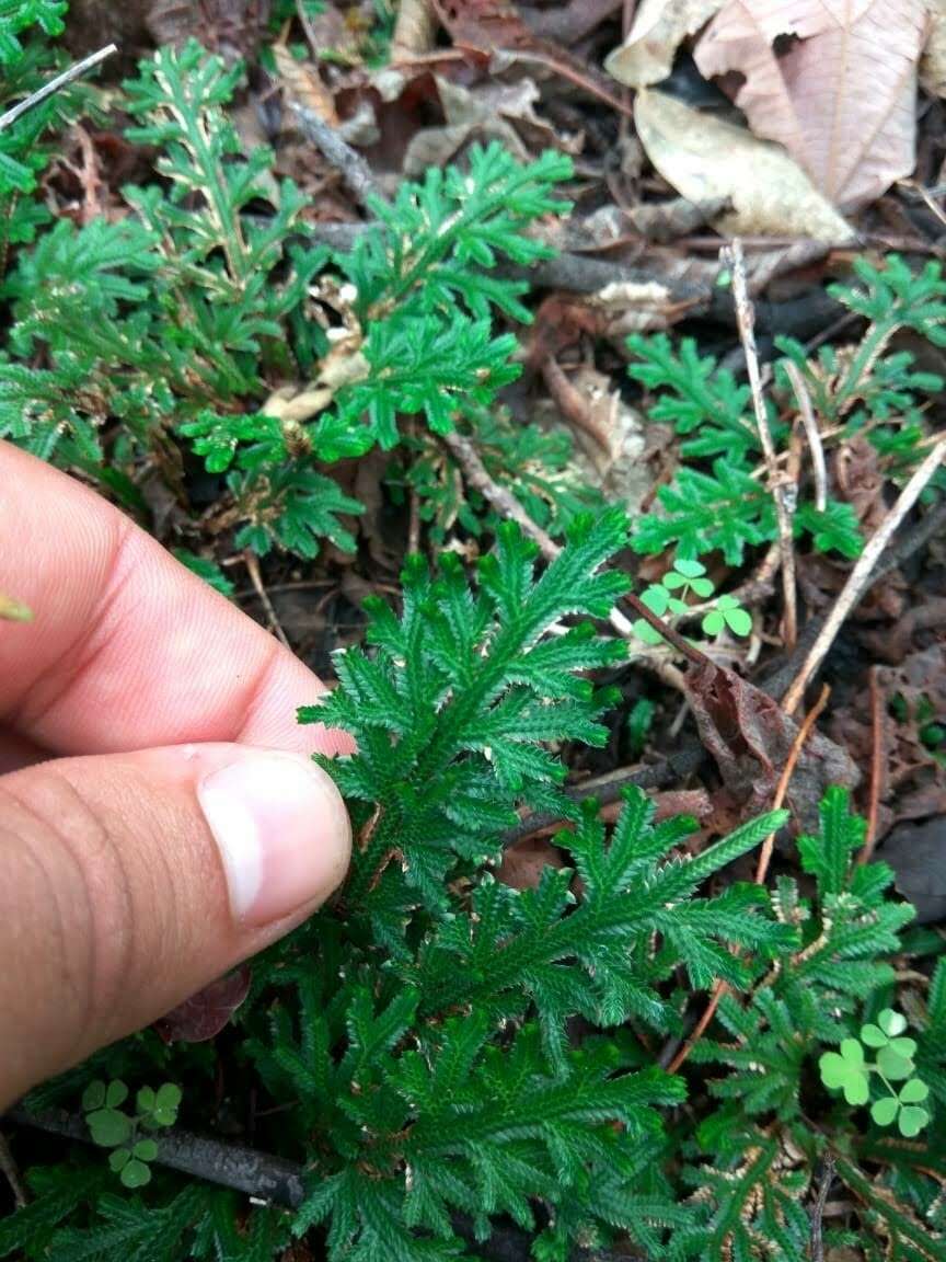 Image de Selaginella convoluta (Arn.) Spring