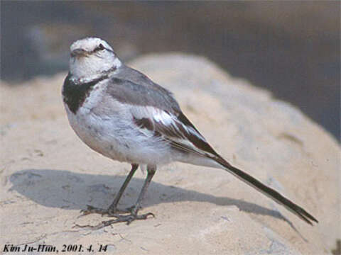 Image of Pied Wagtail and White Wagtail