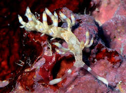 Image of Samla riwo (Gosliner & Willan 1991)
