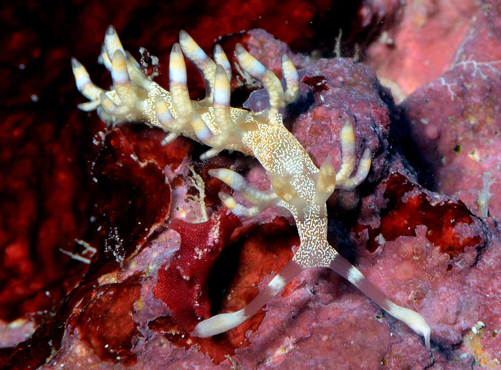 Image of Samla riwo (Gosliner & Willan 1991)