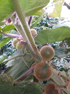 Image of naranjilla