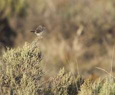 Image of Cisticola subruficapilla subruficapilla (Smith & A 1843)