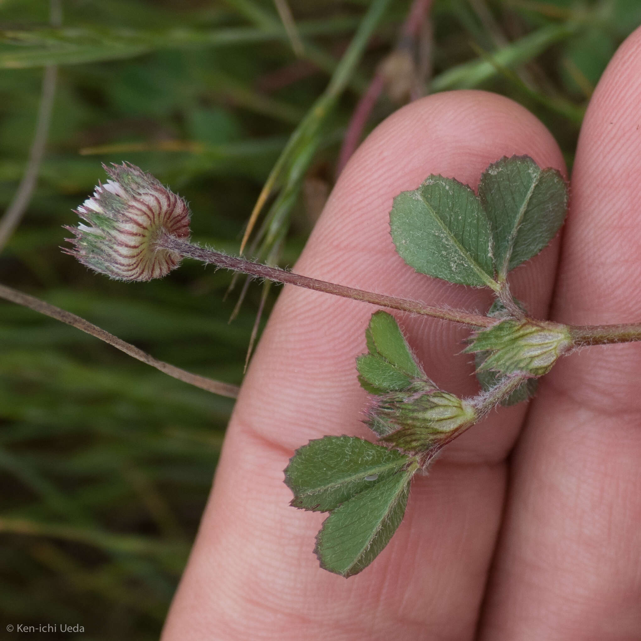 Image of thimble clover