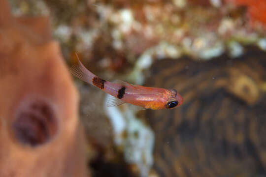 Image of Belted Cardinalfish