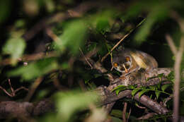 Image of slender loris