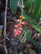 Image of Dypsis catatiana (Baill.) Beentje & J. Dransf.