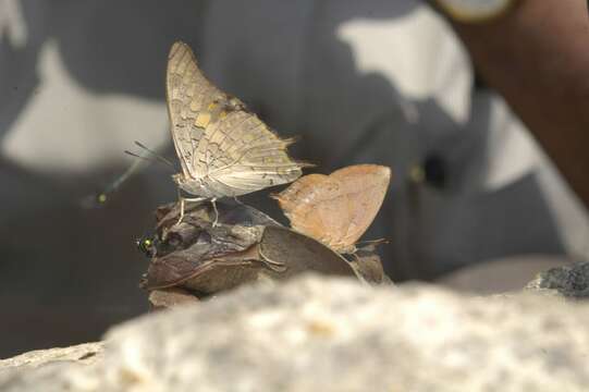 Imagem de Charaxes solon Fabricius 1793