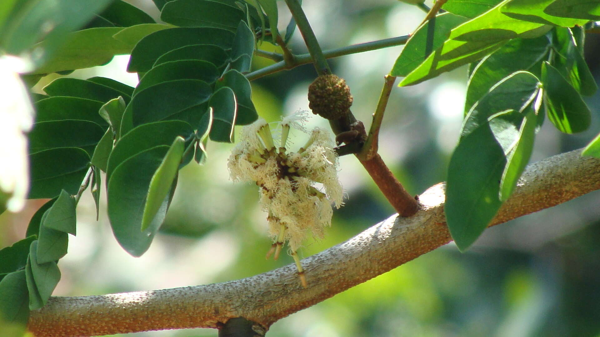 Image of Cojoba sophorocarpa (Benth. & Hook. fil.) Britton & Rose