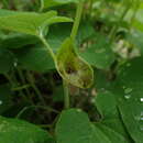 Sivun Aristolochia iberica Fisch. & C. A. Mey. ex Boiss. kuva