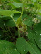 Image de Aristolochia iberica Fisch. & C. A. Mey. ex Boiss.