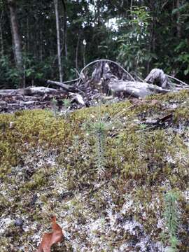 Image of Paepalanthus fasciculatus (Rottb.) Kunth