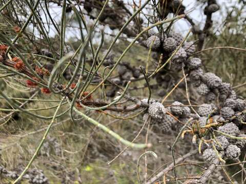 Image of Allocasuarina mackliniana L. A. S. Johnson