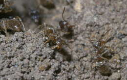 Image de Lasius neoniger Emery 1893