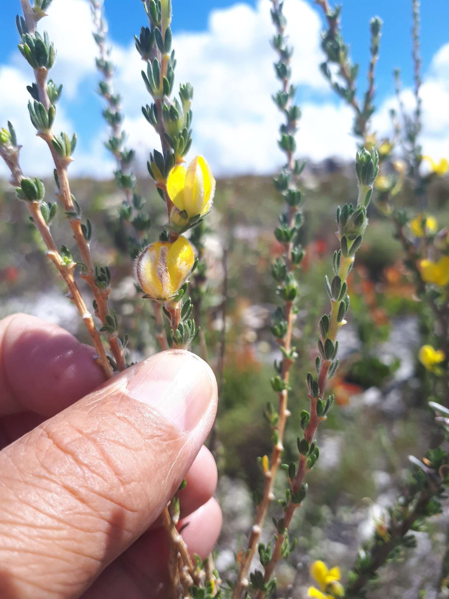 Imagem de Aspalathus oblongifolia R. Dahlgren