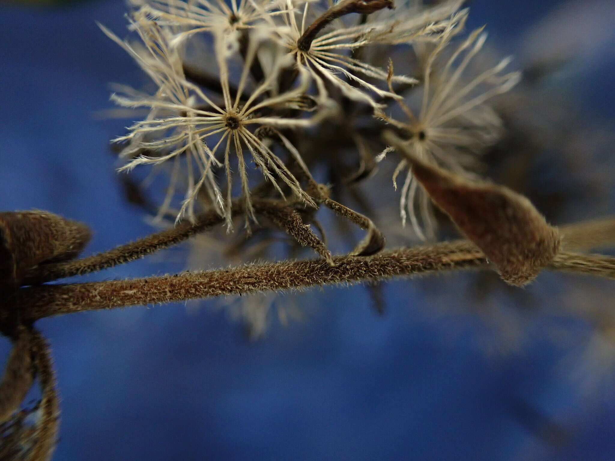 صورة Dubautia latifolia (A. Gray) Keck