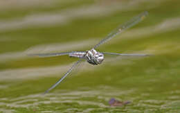 Image of <i>Orthetrum brunneum cycnos</i> Selys 1848