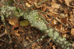 Image of rosette lichen